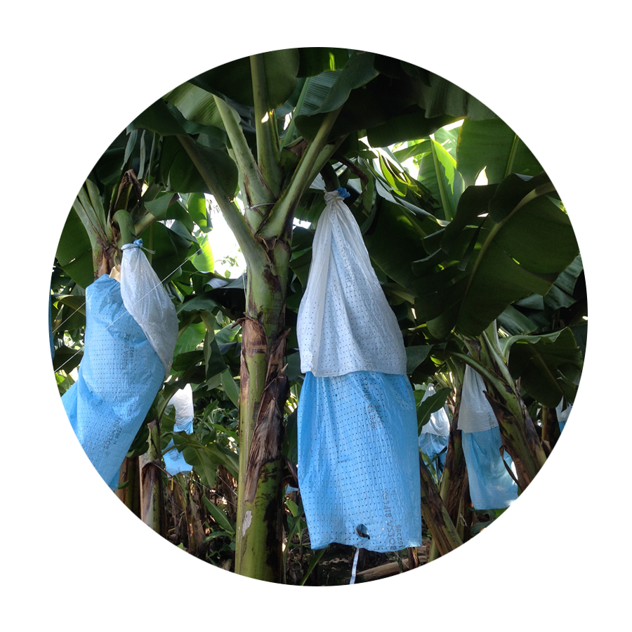 Banana Tree Bag Skirts (Faldillas)