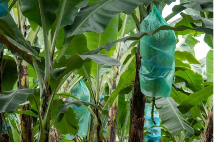 Manual Tool To Wrap Banana Bunch With Plastic Bag High-Res Stock Photo -  Getty Images