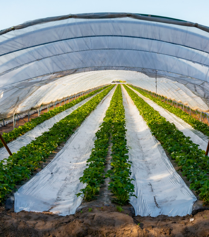 Tunnels packaging for agriculture | TC Transcontinental